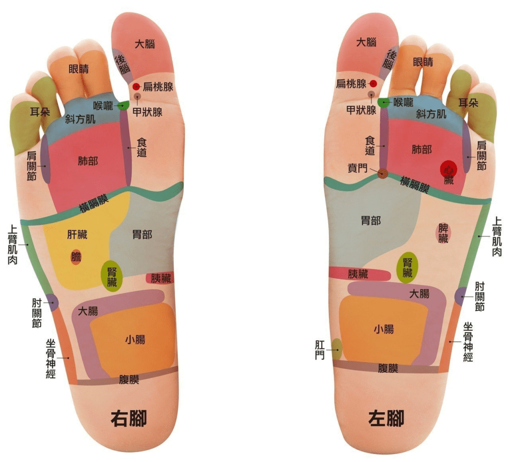 足部反射區