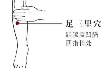 揉足三里穴（膝下外側），每日5分鐘，促消化。