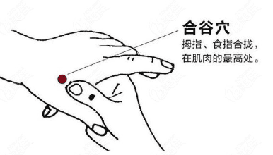合谷穴（手虎口），每日按壓，提神醒腦。
