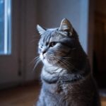 old cat dementia、night crying、staring